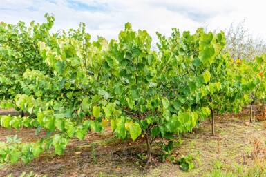 Cercis canadensis cépée 200-250