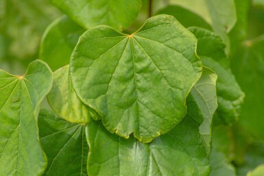 Cercis canadensis cépée 200-250