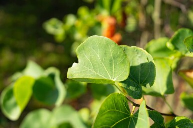 Cercis canadensis cépée 200-250