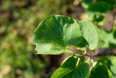 Cercis canadensis cépée 200-250