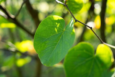 Cercis canadensis cépée 200-250