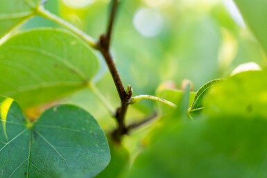 Cercis canadensis cépée 200-250