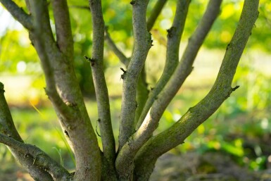 Cercis canadensis cépée 200-250