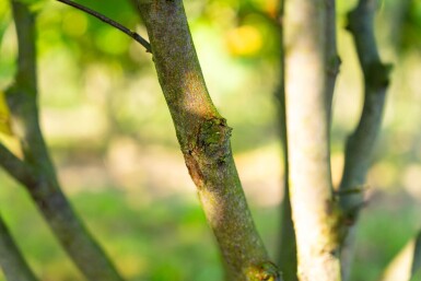 Cercis canadensis cépée 200-250