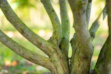 Cercis canadensis cépée 200-250