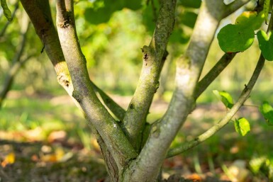 Cercis canadensis cépée 200-250