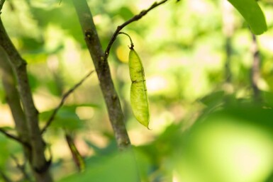 Cercis canadensis cépée 200-250