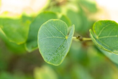 Cercis canadensis cépée 200-250
