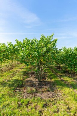 Cercis canadensis cépée 200-250