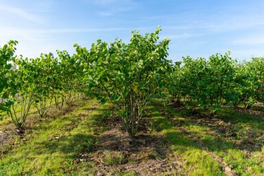 Cercis canadensis cépée 200-250