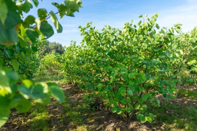 Cercis canadensis cépée 200-250
