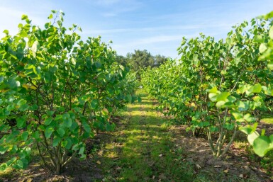 Cercis canadensis cépée 200-250