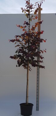 Cercis canadensis 'Forest Pansy' haute-tige