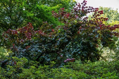 Cercis canadensis 'Forest Pansy' haute-tige 6/8