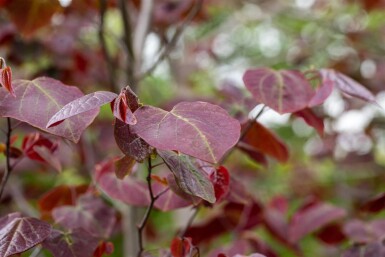 Cercis canadensis 'Forest Pansy' haute-tige 6/8