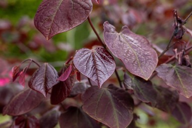 Cercis canadensis 'Forest Pansy' haute-tige 6/8