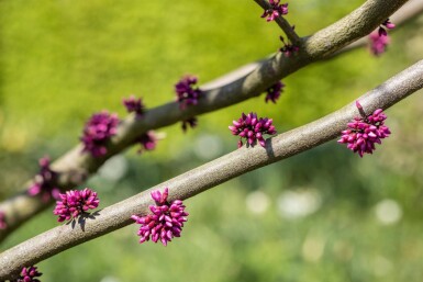 Cercis canadensis 'Forest Pansy' haute-tige 6/8