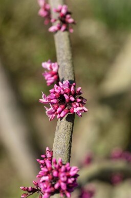 Cercis canadensis 'Forest Pansy' haute-tige 6/8