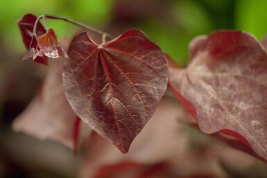 Cercis canadensis 'Forest Pansy' haute-tige 6/8