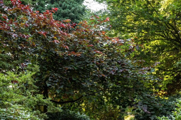Cercis canadensis 'Forest Pansy' cépée