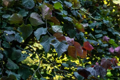 Cercis canadensis 'Forest Pansy' cépée