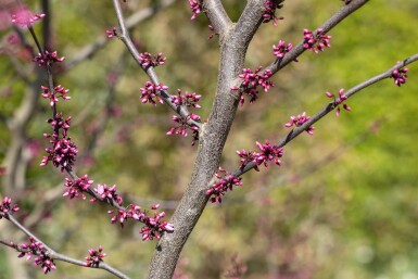 Cercis canadensis 'Forest Pansy' cépée