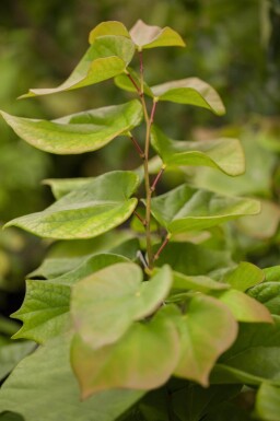 Cercis chinensis 'Avondale' cépée 100-125