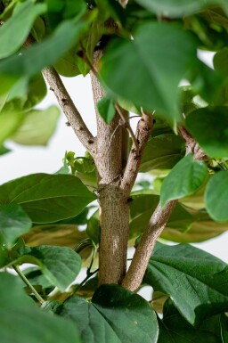 Cercis chinensis 'Avondale' cépée 100-125