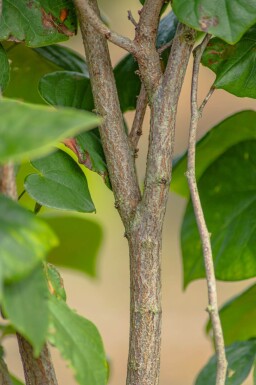 Cercis chinensis 'Avondale' cépée 100-125