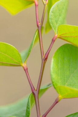 Cercis chinensis 'Avondale' cépée 100-125