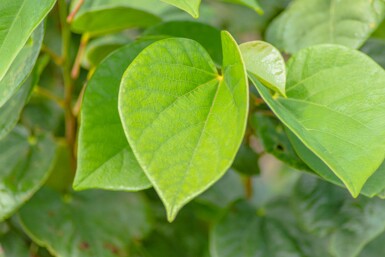 Cercis chinensis 'Avondale' cépée 100-125