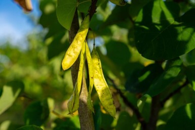 Cercis chinensis 'Avondale' cépée 100-125