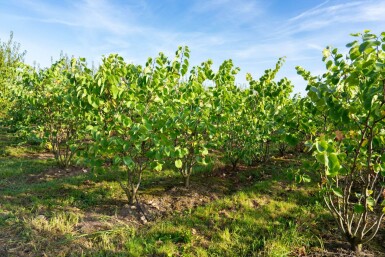 Cercis chinensis 'Avondale' cépée 100-125