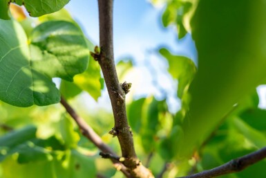 Cercis chinensis 'Avondale' cépée 100-125