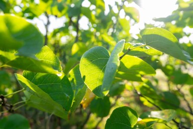 Cercis chinensis 'Avondale' cépée 100-125