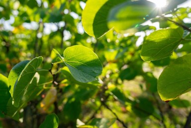 Cercis chinensis 'Avondale' cépée 100-125