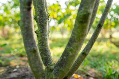 Cercis chinensis 'Avondale' cépée 100-125
