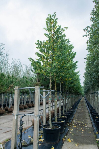 Cercis siliquastrum haute-tige 10/12