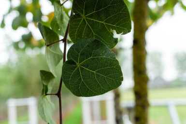 Cercis siliquastrum haute-tige