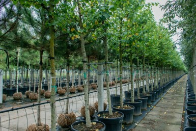 Cercis siliquastrum haute-tige 10/12