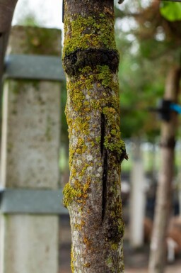 Cercis siliquastrum haute-tige 10/12
