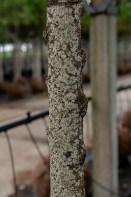 Cercis siliquastrum haute-tige 10/12