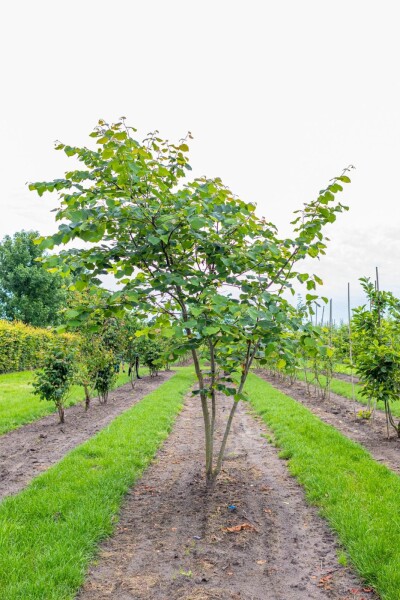 Cercis siliquastrum cépée 200-250