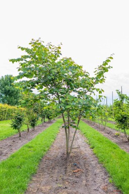 Cercis siliquastrum cépée
