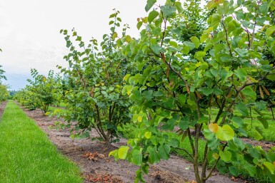 Cercis siliquastrum cépée