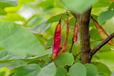 Cercis siliquastrum cépée 200-250
