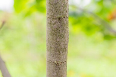 Cercis siliquastrum cépée 200-250