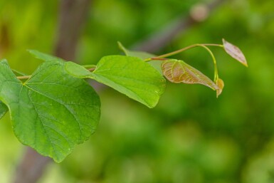 Cercis siliquastrum cépée 200-250
