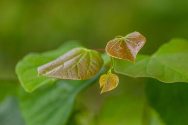 Cercis siliquastrum cépée 200-250