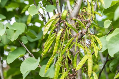 Cercis siliquastrum cépée 200-250